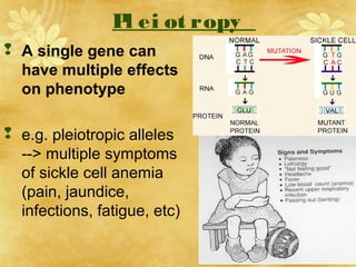 Pl ei ot ropy
 A single gene can
have multiple effects
on phenotype
 e.g. pleiotropic alleles
--> multiple symptoms
of sickle cell anemia
(pain, jaundice,
infections, fatigue, etc)
 