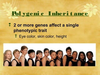 Pol ygeni c Inheri t ance
 2 or more genes affect a single
phenotypic trait
 Eye color, skin color, height
 