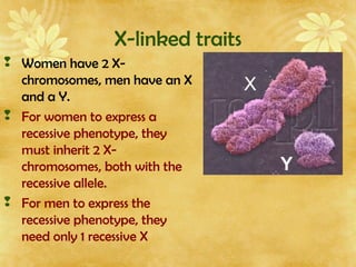 X-linked traits
 Women have 2 X-
chromosomes, men have an X
and a Y.
 For women to express a
recessive phenotype, they
must inherit 2 X-
chromosomes, both with the
recessive allele.
 For men to express the
recessive phenotype, they
need only 1 recessive X
 