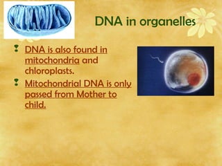 DNA in organelles
 DNA is also found in
mitochondria and
chloroplasts.
 Mitochondrial DNA is only
passed from Mother to
child.
 