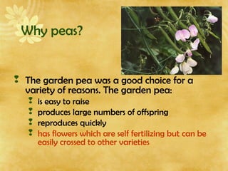 Why peas?
 The garden pea was a good choice for a
variety of reasons. The garden pea:
 is easy to raise
 produces large numbers of offspring
 reproduces quickly
 has flowers which are self fertilizing but can be
easily crossed to other varieties
 