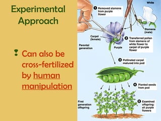 Experimental
Approach
 Can also be
cross-fertilized
by human
manipulation
 