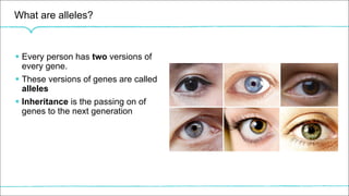 What are alleles?
§ Every person has two versions of
every gene.
§ These versions of genes are called
alleles
§ Inheritance is the passing on of
genes to the next generation
 