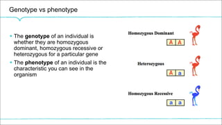 Genotype vs phenotype
§ The genotype of an individual is
whether they are homozygous
dominant, homozygous recessive or
heterozygous for a particular gene
§ The phenotype of an individual is the
characteristic you can see in the
organism
 