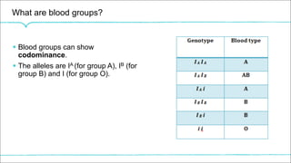 What are blood groups?
§ Blood groups can show
codominance.
§ The alleles are IA (for group A), IB (for
group B) and I (for group O).
 