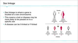 Sex linkage
§ Sex linkage is where a gene is
located on a sex chromosome.
§ This means a trait or disease may be
more likely to be passed on to a
specific sex
§ A disease can be X-linked or Y-linked
 