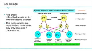 Sex linkage
§ Red-green
colourblindness is an X-
linked recessive disorder
§ This means males are
more likely to have it has
they only have one X
chromosome.
 