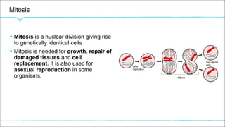 Mitosis
§ Mitosis is a nuclear division giving rise
to genetically identical cells
§ Mitosis is needed for growth, repair of
damaged tissues and cell
replacement. It is also used for
asexual reproduction in some
organisms.
 