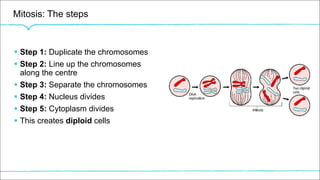 Mitosis: The steps
§ Step 1: Duplicate the chromosomes
§ Step 2: Line up the chromosomes
along the centre
§ Step 3: Separate the chromosomes
§ Step 4: Nucleus divides
§ Step 5: Cytoplasm divides
§ This creates diploid cells
 