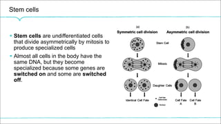 Stem cells
§ Stem cells are undifferentiated cells
that divide asymmetrically by mitosis to
produce specialized cells
§ Almost all cells in the body have the
same DNA, but they become
specialized because some genes are
switched on and some are switched
off.
 