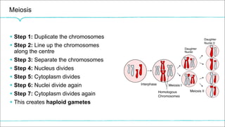 Meiosis
§ Step 1: Duplicate the chromosomes
§ Step 2: Line up the chromosomes
along the centre
§ Step 3: Separate the chromosomes
§ Step 4: Nucleus divides
§ Step 5: Cytoplasm divides
§ Step 6: Nuclei divide again
§ Step 7: Cytoplasm divides again
§ This creates haploid gametes
 