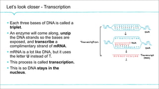 Let’s look closer - Transcription
§ Each three bases of DNA is called a
triplet.
§ An enzyme will come along, unzip
the DNA strands so the bases are
exposed, and transcribe a
complimentary strand of mRNA.
§ mRNA is a lot like DNA, but it uses
the letter U instead of T.
§ This process is called transcription.
§ This is so DNA stays in the
nucleus.
 