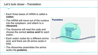 Let’s look closer - Translation
§ Each three bases of mRNA is called a
codon.
§ The mRNA will move out of the nucleus
into the cytoplasm, and attach to a
ribosome.
§ The ribosome will read the code and
choose the correct amino acid for each
codon.
§ Each codon codes for a different amino
acid, and there are 20 amino acids in
total.
§ The ribosomes assembles the amino
acids into proteins.
 