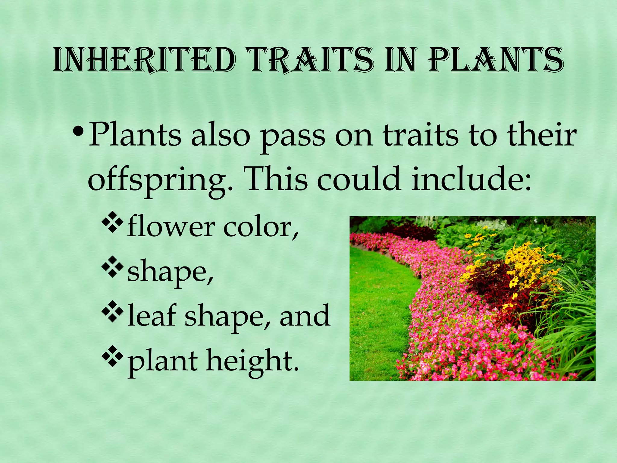 inHeriTed TraiTs in PlanTs
•Plants also pass on traits to their
offspring. This could include:
flower color,
shape,
leaf shape, and
plant height.

 