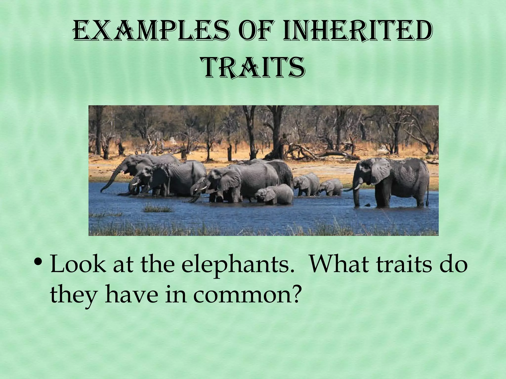 examples of inherited
traits

• Look at the elephants. What traits do
they have in common?

 