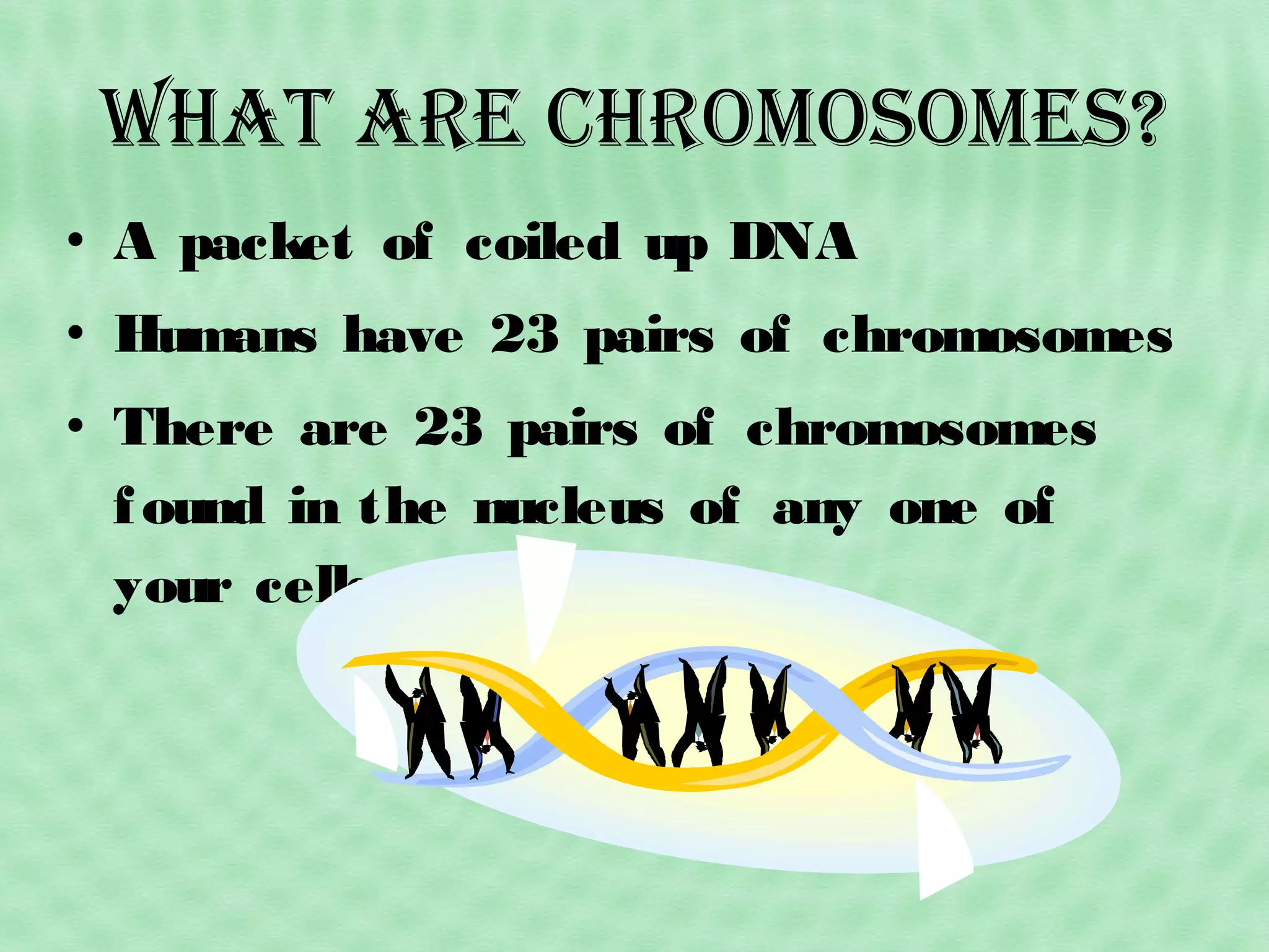 What arE ChromosomEs?
• A packet of coiled up DNA
• Humans have 23 pairs of chromosomes
• There are 23 pairs of chromosomes
f ound in the nucleus of any one of
your cells

 