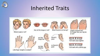 Inherited Traits 
 