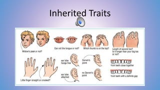 Innate Traits Inherited Traits/Learned Behaviors | PPTX