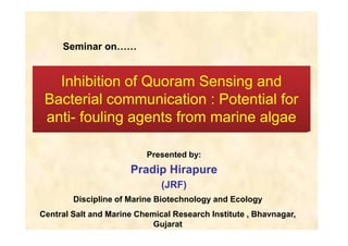 Seminar on…… 
Inhibition of Quoram Sensing and 
Bacterial communication : Potential for 
anti- fouling agents from marine algae 
Presented by: 
Pradip Hirapure 
(JRF) 
Discipline of Marine Biotechnology and Ecology 
Central Salt and Marine Chemical Research Institute , Bhavnagar, 
Gujarat 
 