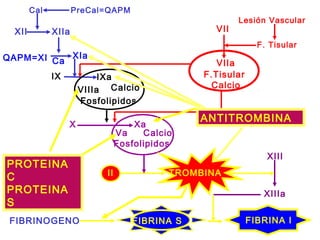 Cal PreCal=QAPM
XII XIIa
QAPM=XI XIa
IX
VIIIa Calcio
Fosfolipidos
X
Va Calcio
Fosfolipidos
XIIIa
XIII
FIBRINOGENO
VII
F.Tisular
Calcio
VIIa
IXa
Xa
Lesión Vascular
F. Tisular
TROMBINAII
FIBRINA S FIBRINA I
Ca
ANTITROMBINA
PROTEINA
C
PROTEINA
S
 