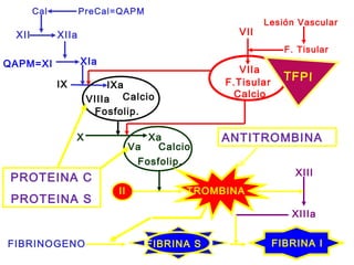 Cal PreCal=QAPM
XII XIIa
QAPM=XI XIa
IX
VIIIa Calcio
Fosfolip.
X
Va Calcio
Fosfolip.
XIIIa
XIII
FIBRINOGENO
VII
F.Tisular
Calcio
VIIa
IXa
Xa
Lesión Vascular
F. Tisular
TROMBINAII
FIBRINA S FIBRINA I
TFPI
ANTITROMBINA
PROTEINA C
PROTEINA S
 