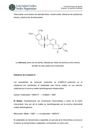 Facultad de Ingeniería Agraria
Programa de Ingeniería Ambiental
4
mitocondrial, acumulacion de radicales libres, muerte celular, liberacion de substancias
toxicas y destruccion de otrascelulas.
La rotenona, toxina de una planta, utilizada por indios amazónicos como veneno,
también ha sido usada como insecticida.
Inibidores de Completo II :
Los equivalentes de reducción contenidos en el NADH.H+
producido en el
citoplasma son transferidos al oxalacetato para formar malato, en una reacción
catalizada por la enzima malato deshidrogenasa citoplasmática:
Cytosol: Oxalacetato + NADH.H+
—-à Malato + NAD+
El Malato: Puedeatravesar las membranas mitocondriales y entrar en la matrix
mitocondrial. Una vez allí el malato es deshidrogenado por la enzima mitocondrial
malato deshidrogenasa:
Mitocondria: Malato + NAD+
——à oxalacetato + NADH.H+
El oxalacetato es transaminado a aspartate, el cual sale de la mitocondria y una vez en
el citosol, es transaminado a oxalacetico comenzando un nuevo ciclo.
 