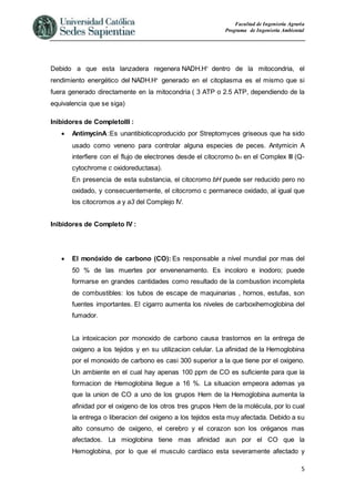 Facultad de Ingeniería Agraria
Programa de Ingeniería Ambiental
5
Debido a que esta lanzadera regenera NADH.H+
dentro de la mitocondria, el
rendimiento energético del NADH.H+
generado en el citoplasma es el mismo que si
fuera generado directamente en la mitocondria ( 3 ATP o 2.5 ATP, dependiendo de la
equivalencia que se siga)
Inibidores de CompletoIII :
 AntimycinA :Es unantibioticoproducido por Streptomyces griseous que ha sido
usado como veneno para controlar alguna especies de peces. Antymicin A
interfiere con el flujo de electrones desde el citocromo bH en el Complex III (Q-
cytochrome c oxidoreductasa).
En presencia de esta substancia, el citocromo bH puede ser reducido pero no
oxidado, y consecuentemente, el citocromo c permanece oxidado, al igual que
los citocromos a y a3 del Complejo IV.
Inibidores de Completo IV :
 El monóxido de carbono (CO): Es responsable a nível mundial por mas del
50 % de las muertes por envenenamento. Es incoloro e inodoro; puede
formarse en grandes cantidades como resultado de la combustion incompleta
de combustibles: los tubos de escape de maquinarias , hornos, estufas, son
fuentes importantes. El cigarro aumenta los niveles de carboxihemoglobina del
fumador.
La intoxicacion por monoxido de carbono causa trastornos en la entrega de
oxigeno a los tejidos y en su utilizacion celular. La afinidad de la Hemoglobina
por el monoxido de carbono es casi 300 superior a la que tiene por el oxigeno.
Un ambiente en el cual hay apenas 100 ppm de CO es suficiente para que la
formacion de Hemoglobina llegue a 16 %. La situacion empeora ademas ya
que la union de CO a uno de los grupos Hem de la Hemoglobina aumenta la
afinidad por el oxigeno de los otros tres grupos Hem de la molécula, por lo cual
la entrega o liberacion del oxigeno a los tejidos esta muy afectada. Debido a su
alto consumo de oxigeno, el cerebro y el corazon son los oréganos mas
afectados. La mioglobina tiene mas afinidad aun por el CO que la
Hemoglobina, por lo que el musculo cardíaco esta severamente afectado y
 