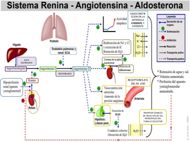 Inhibidores de la enzima convertidora de angiotensina (IECA)