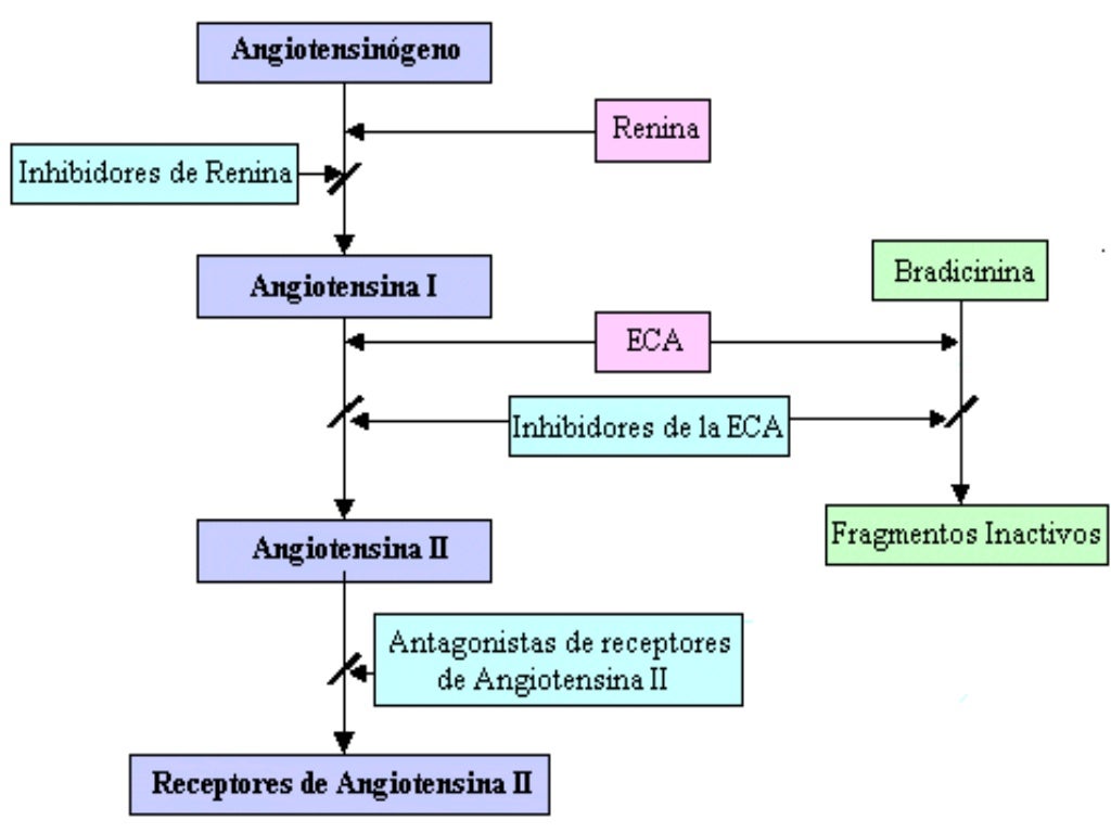 Inhibidores de la enzima convertidora de