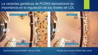 La variantes genéticas de PCSK9 demostraron su
importancia en la regulación de los niveles de LDL
Ganancia de función PCSK...