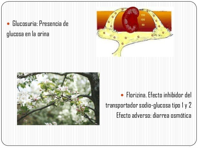 Inhibidores de SGLT2 Inhibidores de SGLT2