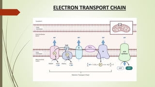 ELECTRON TRANSPORT CHAIN
 