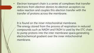 • Electron transport chain is a series of complexes that transfer
electrons from electron donors to electron acceptors via
redox reaction and couples this electron transfer with the
transfer of protons across the membrane.
It is found on the inner mitochondrial membrane.
The energy stored from the process of respiration in reduced
compounds such as NADH and FADH is used by the ETC chain
to pump protons into the inter membrane space,generating
electrochemical gradient over the inner mitochondrial
membrane.
 