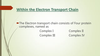 Within the Electron Transport Chain
The Electron transport chain consists of Four protein
complexes, named as
Complex I Complex II
Complex III Complex IV
 