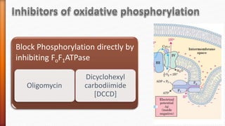 INHIBITORS OF ELECTRON TRANSPORT CHAIN AND OXIDATIVE PHOSPHORYLATION | PPTX