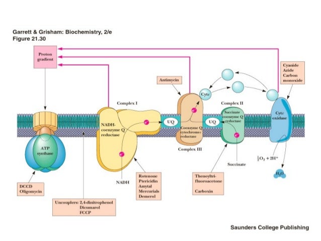 Inhibitors Of Oxidative Phosphorylationppt inhibitors-of-oxidative-phosphorylationppt