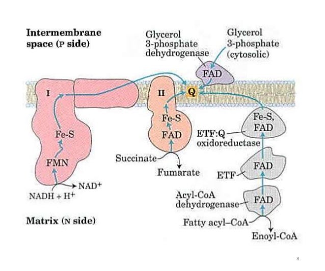 Inhibitors & uncouplers of oxidative phosphorylation & ETC