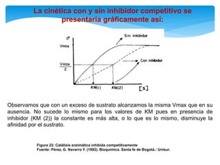 La cinética con y sin inhibidor competitivo se
presentaría gráficamente así:
Figura 22: Catálisis enzimática inhibida competitivamente
Fuente: Pérez, G. Navarro Y. (1992). Bioquímica. Santa fe de Bogotá.: Unisur.
Observamos que con un exceso de sustrato alcanzamos la misma Vmax que en su
ausencia. No sucede lo mismo para los valores de KM pues en presencia de
inhibidor (KM (2)) la constante es más alta, o lo que es lo mismo, disminuye la
afinidad por el sustrato.
 