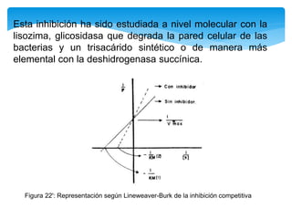 Esta inhibición ha sido estudiada a nivel molecular con la
lisozima, glicosidasa que degrada la pared celular de las
bacterias y un trisacárido sintético o de manera más
elemental con la deshidrogenasa succínica.
Figura 22': Representación según Lineweaver-Burk de la inhibición competitiva
 