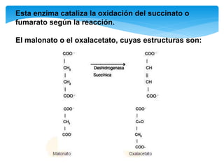 Esta enzima cataliza la oxidación del succinato o
fumarato según la reacción.
El malonato o el oxalacetato, cuyas estructuras son:
 