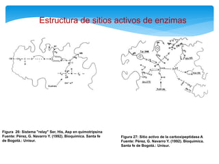 Estructura de sitios activos de enzimas
Figura 26: Sistema "relay" Ser, His, Asp en quimotripsina
Fuente: Pérez, G. Navarro Y. (1992). Bioquímica. Santa fe
de Bogotá.: Unisur.
Figura 27: Sitio activo de la carboxipeptidasa A
Fuente: Pérez, G. Navarro Y. (1992). Bioquímica.
Santa fe de Bogotá.: Unisur.
 