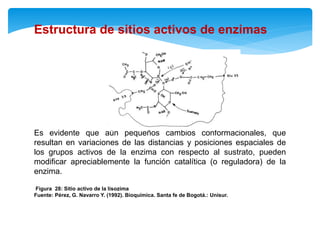 Es evidente que aún pequeños cambios conformacionales, que
resultan en variaciones de las distancias y posiciones espaciales de
los grupos activos de la enzima con respecto al sustrato, pueden
modificar apreciablemente la función catalítica (o reguladora) de la
enzima.
Figura 28: Sitio activo de la lisozima
Fuente: Pérez, G. Navarro Y. (1992). Bioquímica. Santa fe de Bogotá.: Unisur.
Estructura de sitios activos de enzimas
 