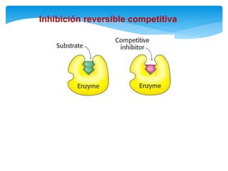 Inhibición reversible competitiva
 