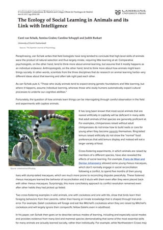 Source: The Spanish Journal of Psychology
Source: Steve Evans/WikiCommons
Source: onkelramirez1/Pixabay
Paraphrasing, van Schaik writes that ﬁeld biologists have long tended to conclude that high-level skills of animals
were the product of natural selection and thus largely innate, requiring little learning at all. Comparative
psychologists, on the other hand, tend to think more about animal learning, but assume that it mostly happens as
an individual endeavor. Anthropologists, on the other hand, tend to think more about how animals might learn
things socially. In other words, scientists from the three disciplines that do research on animal learning harbor very
diﬀerent ideas about that learning and often talk right past each other.
As van Schaik puts it, "Those who study animals tend to expect strong genetic foundations and little learning, but
where it happens, assume individual learning, whereas those who study humans automatically expect cultural
processes to underlie our cognitive abilities."
Fortunately, the question of how animals learn things can be interrogating through careful observation in the ﬁeld
and experiments with captive animals.
It has long been known that most social animals that are
reared artiﬁcially in captivity will be deﬁcient in many skills
that adult animals of that species are generally proﬁcient at.
For examples, chimpanzees raised without adult
chimpanzees do not know how to build nests or care for
young when they become parents themselves. Ring-tailed
lemurs raised artiﬁcially do not show the "normal" food
preferences that wild lemurs display and instead will eat a
larger variety of food.
Cross-fostering experiments, in which animals are raised by
members of a diﬀerent species, have also revealed the
eﬀects of social learning. For example, Frans de Waal and
Denise Johanowicz allowed some young rhesus macaques,
which don't normally engage in social reconciliation
following a conﬂict, to spend ﬁve months of their young
lives with stump-tailed macaques, which are much more prone to reconciling disputes peacefully. These fostered
rhesus macaques learned the behavior of reconciliation and it stuck with them even after they were placed back
with other rhesus macaques. Surprisingly, this more conciliatory approach to conﬂict resolution remained even
after other habits they had picked up faded.
Two cross-fostering examples in wild animals, one with cockatoos and one with tits, show that birds learn their
foraging behaviors from their parents, rather than having an innate knowledge that is shaped through trial-and-
error. For example, Galah cockatoos will forage and eat like Mitchell's cockatoos when they are raised by Mitchell's
cockatoos and will largely ignore their conspeciﬁc fellow Galahs even in adulthood.
In his paper, van Schaik then goes on to describe various modes of learning, including and especially social modes
and provides evidence from many bird and mammal species demonstrating that some of the most essential skills
for many animals are actually learned socially, rather than individually. For example, while Northwestern Crows may
 