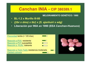 Canchan INIA - CIP 380389.1
• BL-1.2 x Murillo III-80
• {(tbr x dms) x tbr} x {S. ajanhuiri x adg}
• Liberación por INIA en 1990 (EEA Canchan-Huanuco)
Precocidad tardia (> 120 días)
Reacción a PVX resistente
Reacción a PVY susceptible
Reacción a PLRV tolerante
Reacción a Tizón Tadio resistencia moderada
Calidad culinaria
MEJORAMIENTO GENÉTICO: 1980
 