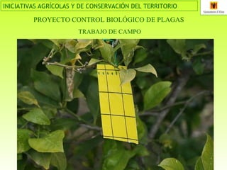PROYECTO CONTROL BIOLÓGICO DE PLAGAS   TRABAJO DE CAMPO 