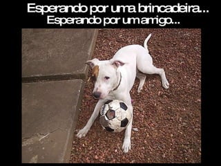 Esperando por uma brincadeira... Esperando por um amigo... 
