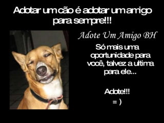 Adotar um cão é adotar um amigo para sempre!!! Adote Um Amigo BH Só mais uma oportunidade para você, talvez a ultima para ele... Adote!!! = ) 