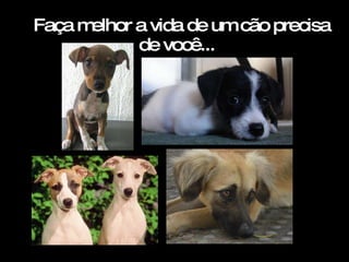 Faça melhor a vida de um cão precisa de você...  