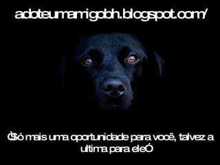 adoteumamigobh.blogspot.com/ “ Só mais uma oportunidade para você, talvez a ultima para ele” 